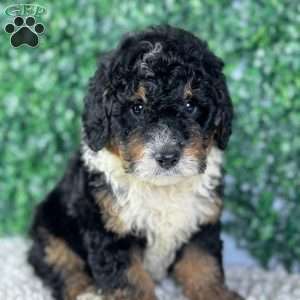 Bear, Mini Bernedoodle Puppy